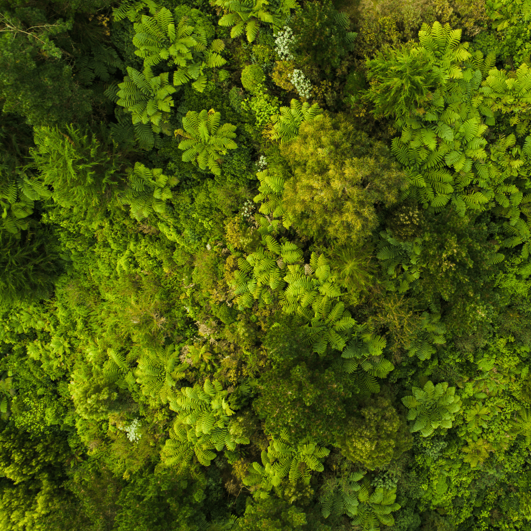 Grüner Wald als Symbol für natürliche Qualität und sorgfältig ausgewählte Inhaltsstoffe