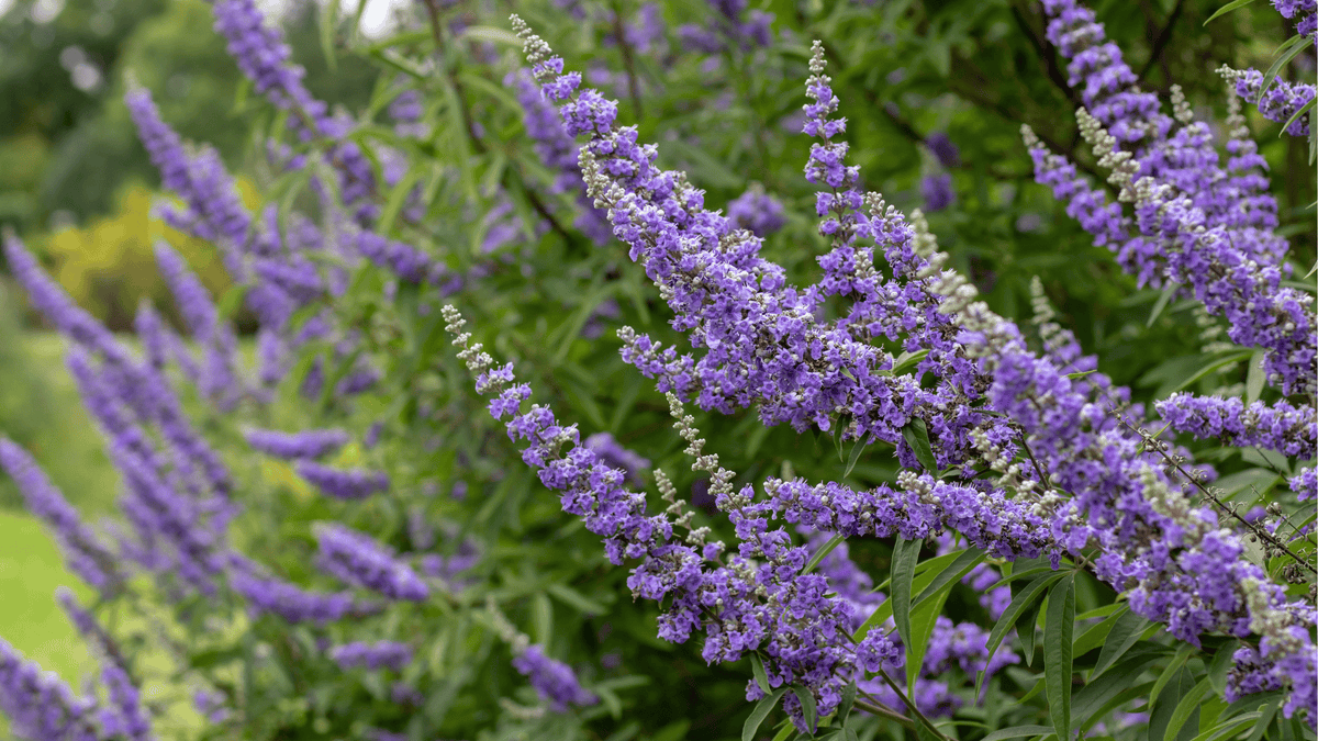 Violett blühender Mönchspfeffer als traditionelle Heilpflanze