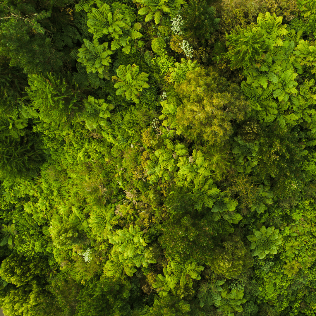 Grüner Wald als Symbol für nachhaltige pflanzliche Herkunft von Algenöl