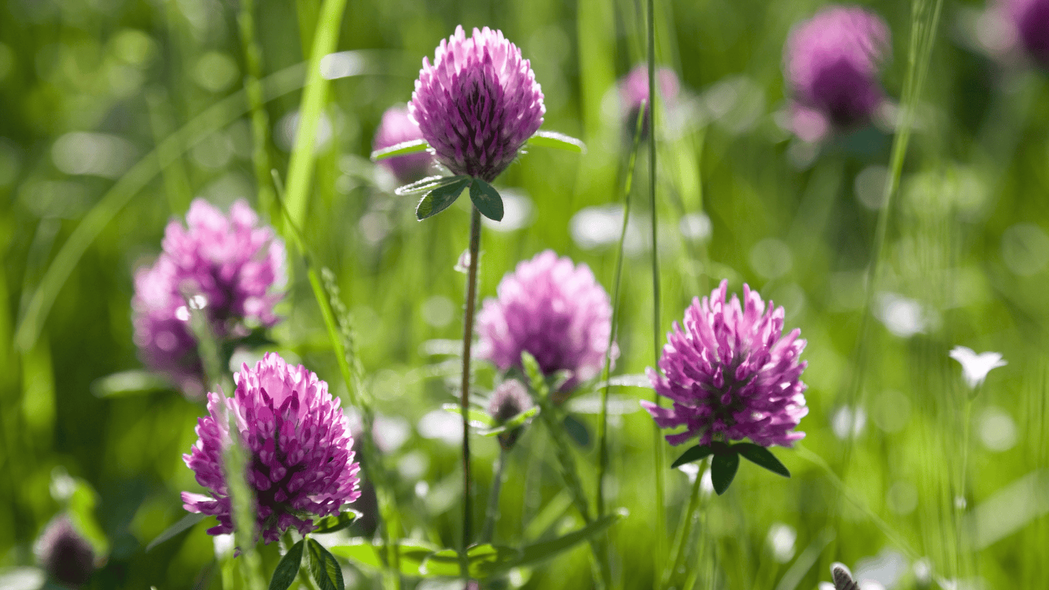 Blühender Rotklee auf einer grünen Wiese